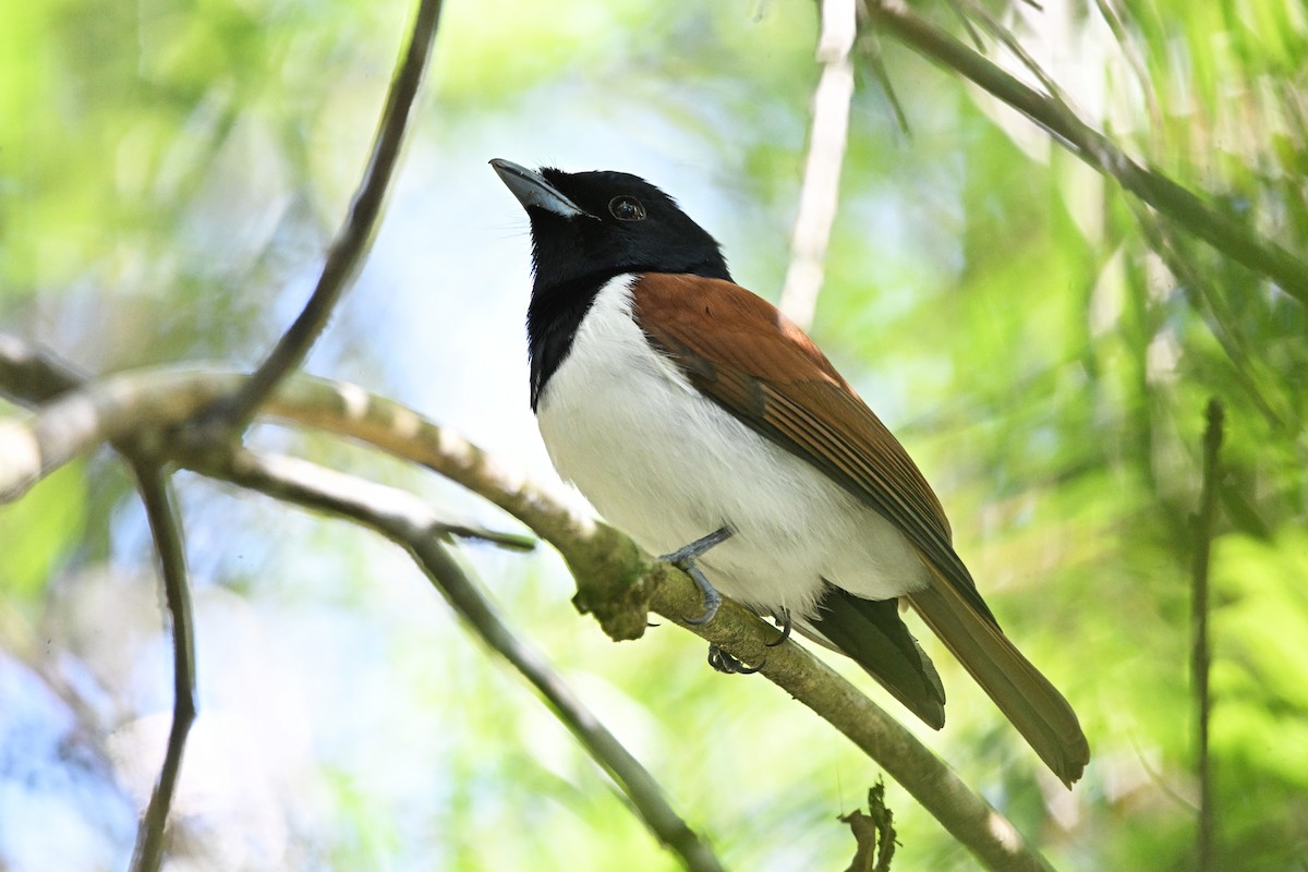 Rufous Vanga - ML655712347
