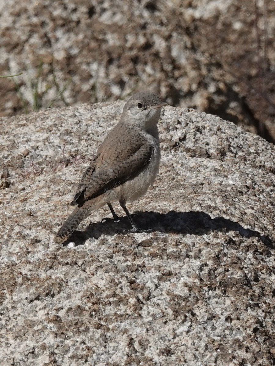 Rock Wren - ML655712368