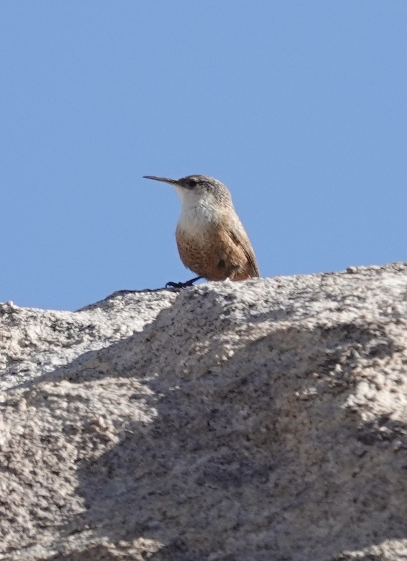 Canyon Wren - ML655712382
