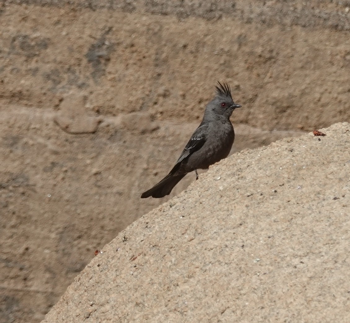 Phainopepla - ML655712394