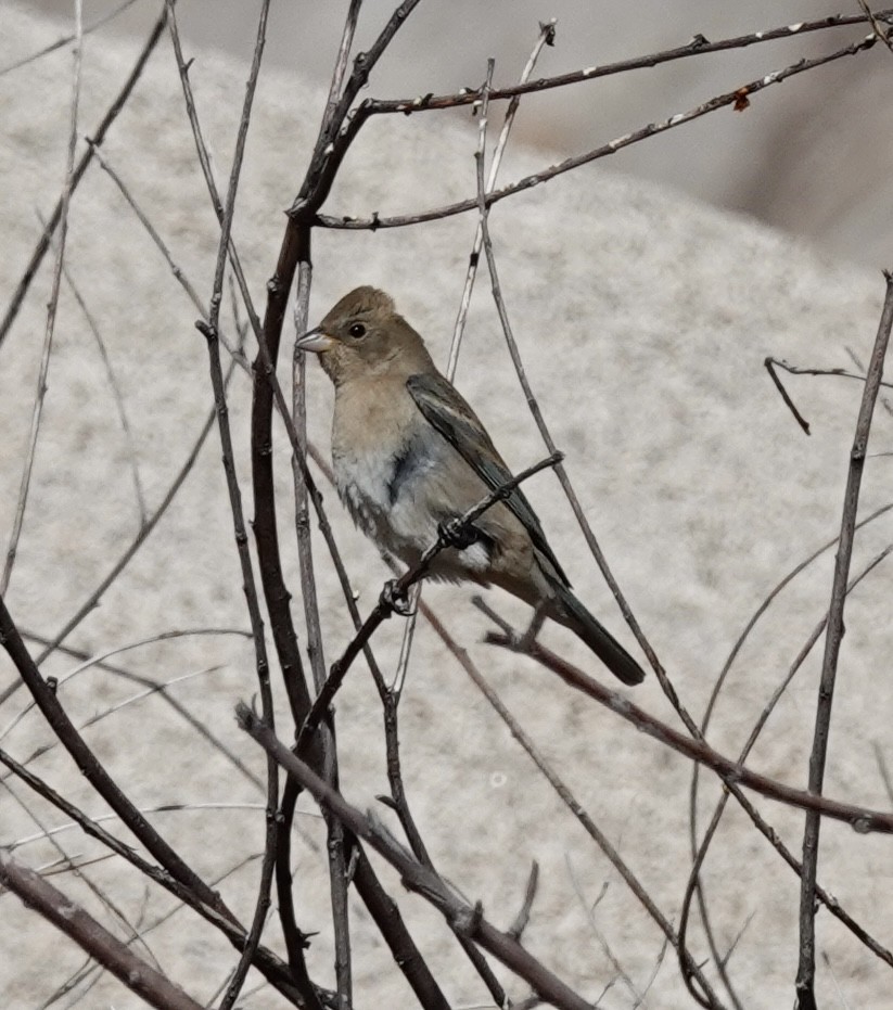 Lazuli Bunting - ML655712409