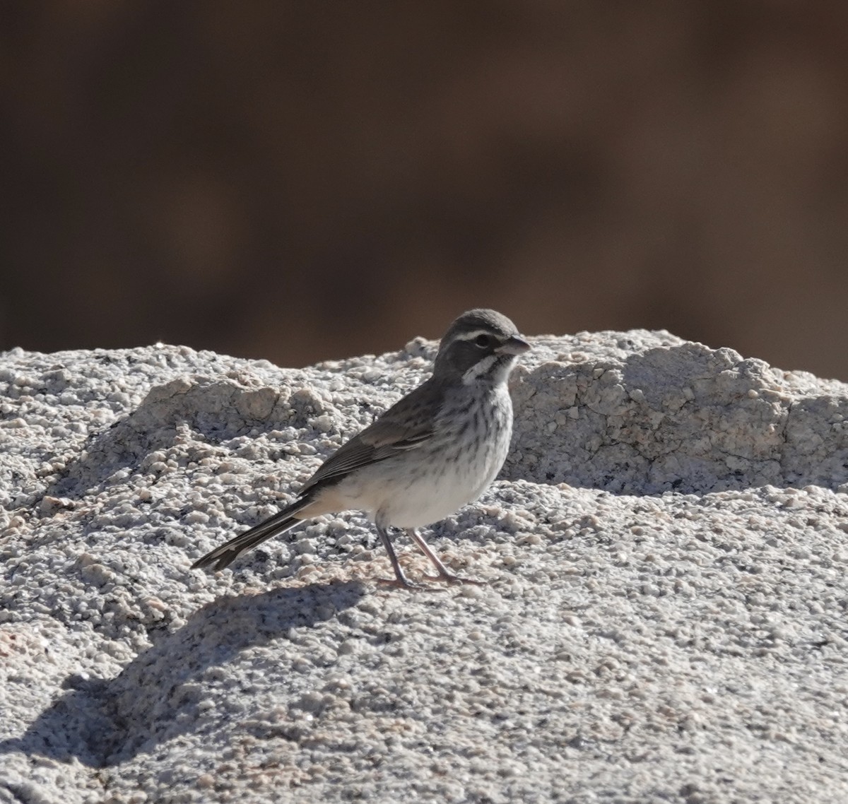 Black-throated Sparrow - ML655712435