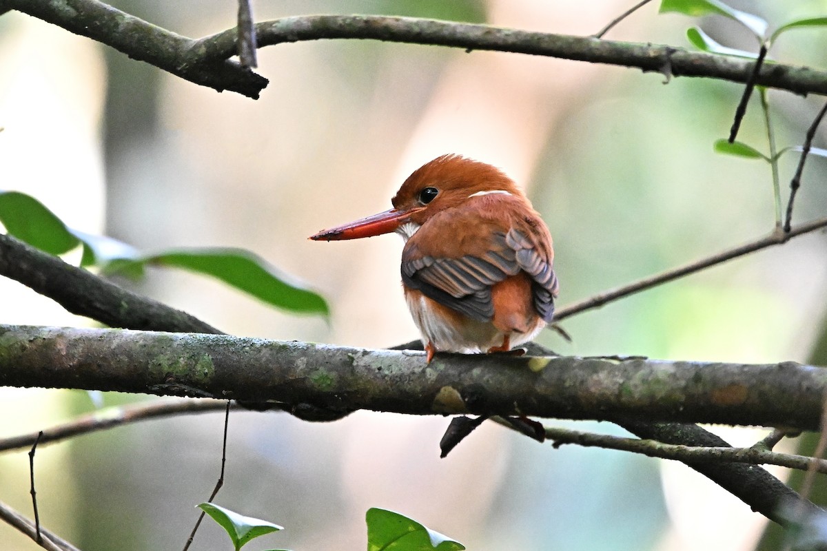 Madagascar Pygmy Kingfisher - ML655712640