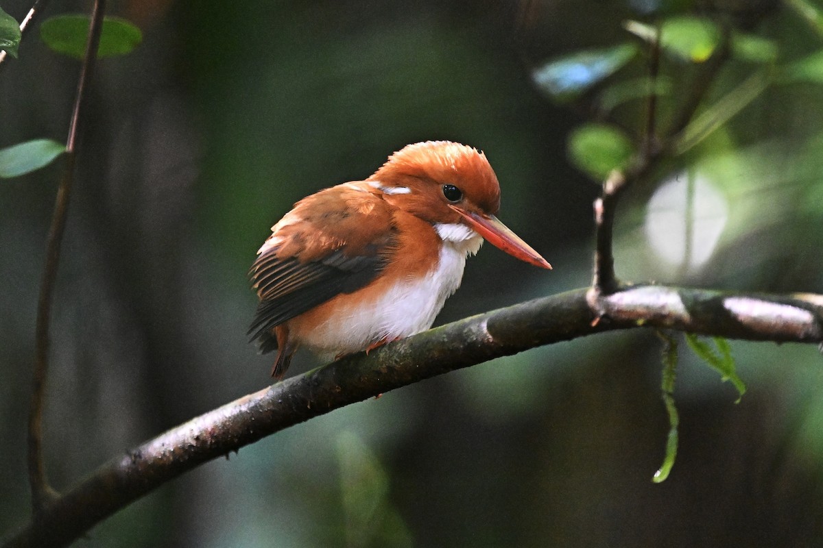 Madagascar Pygmy Kingfisher - ML655712914