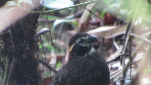 Tacarcuna Wood-Quail - ML655713000