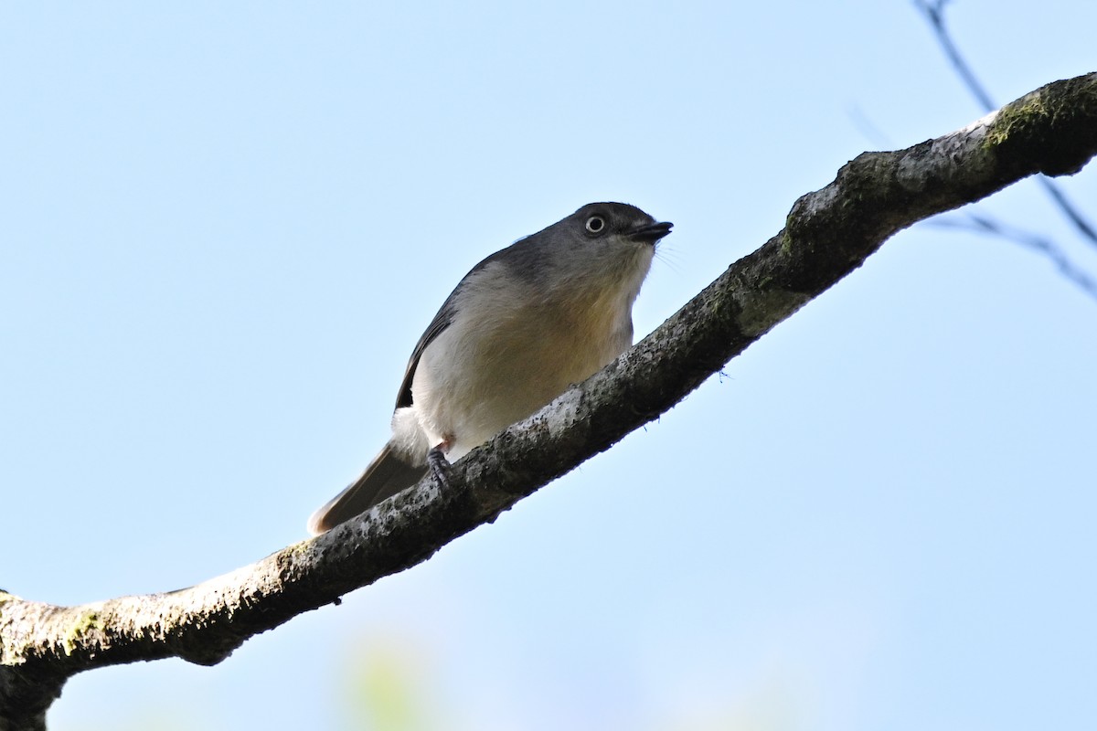 Common Newtonia - ML655713272