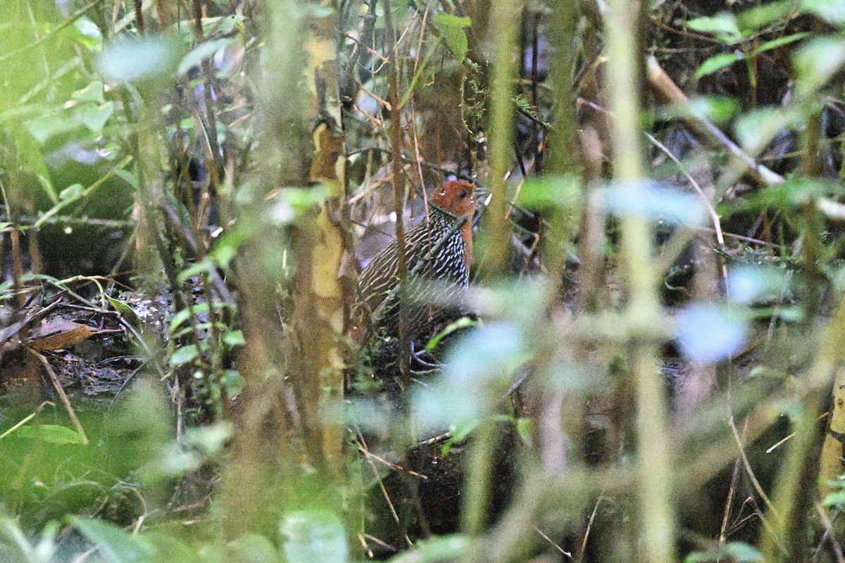 Madagascar Flufftail - ML655713685