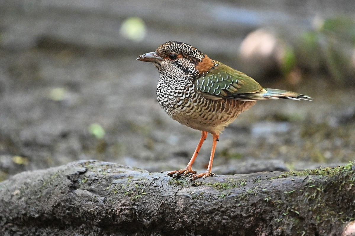 Scaly Ground-Roller - ML655715271