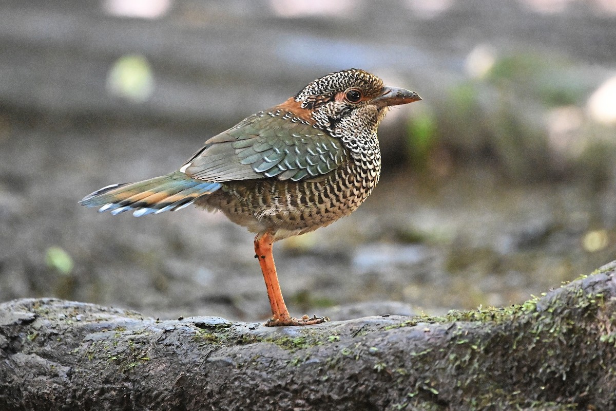 Scaly Ground-Roller - ML655715535
