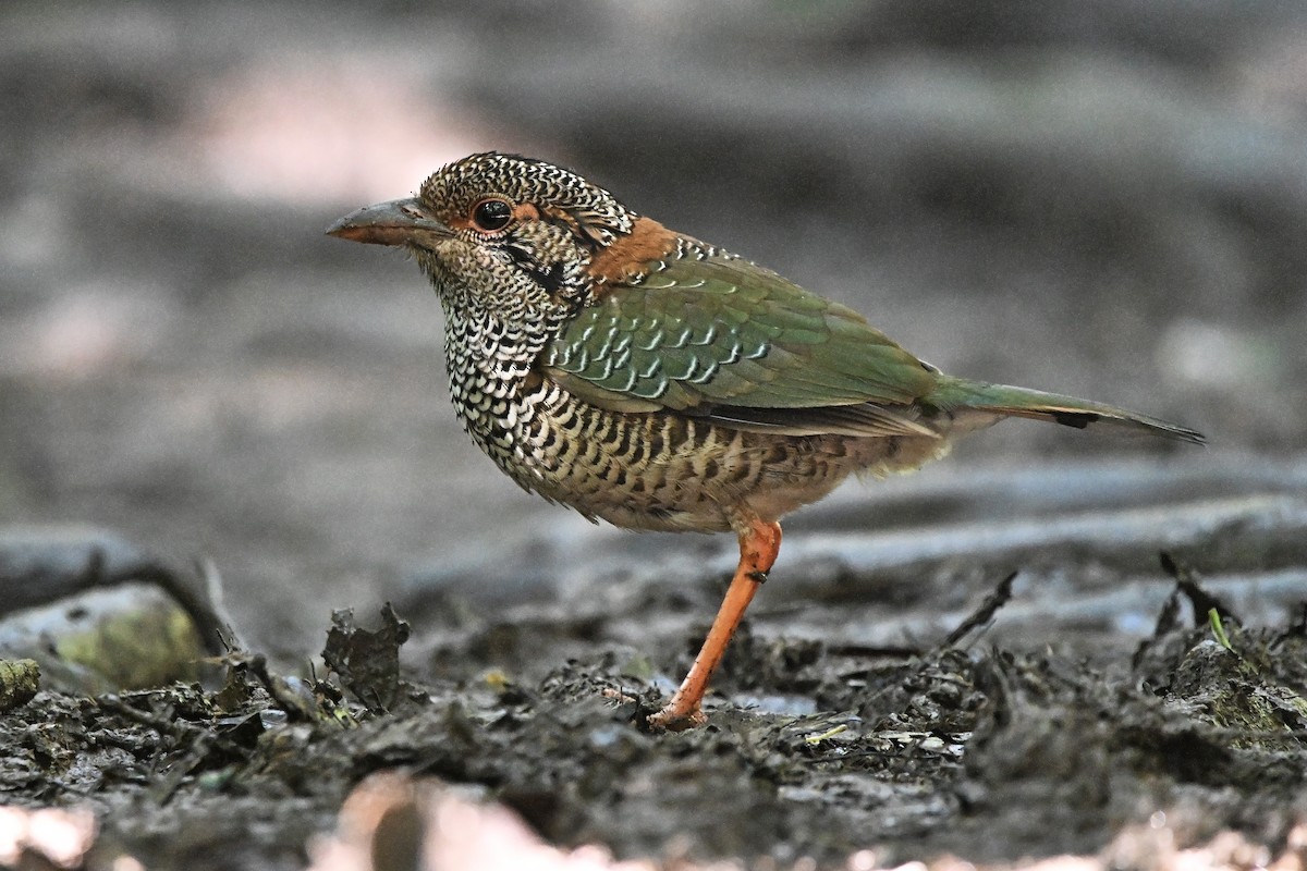 Scaly Ground-Roller - ML655715559