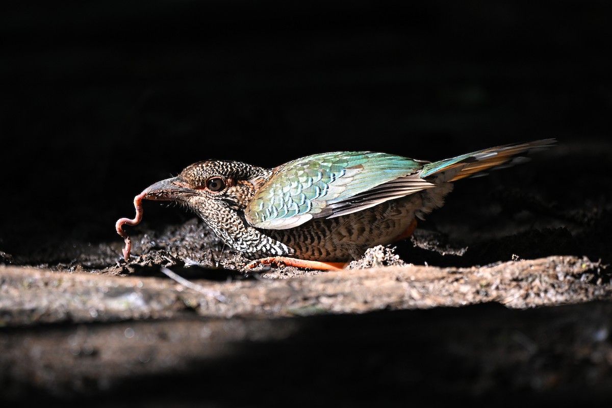 Scaly Ground-Roller - ML655715791
