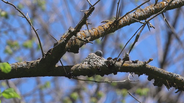 Blue-gray Gnatcatcher - ML655716495