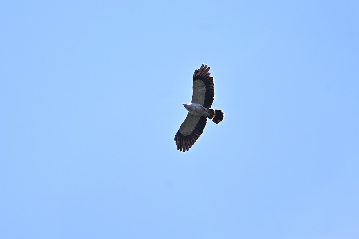 Madagascar Harrier-Hawk - ML655718048