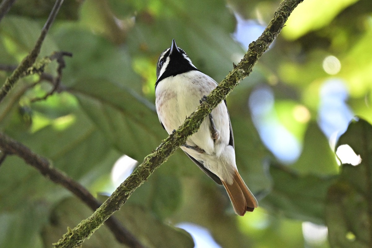 Red-tailed Vanga - ML655718106