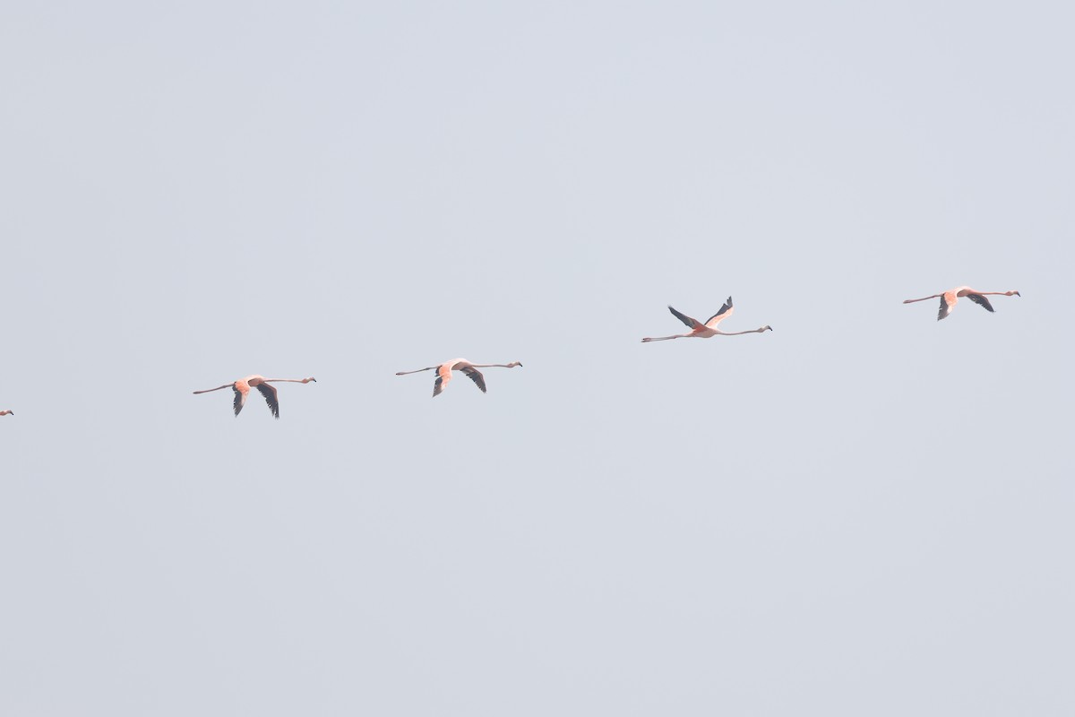 American Flamingo - ML655718521