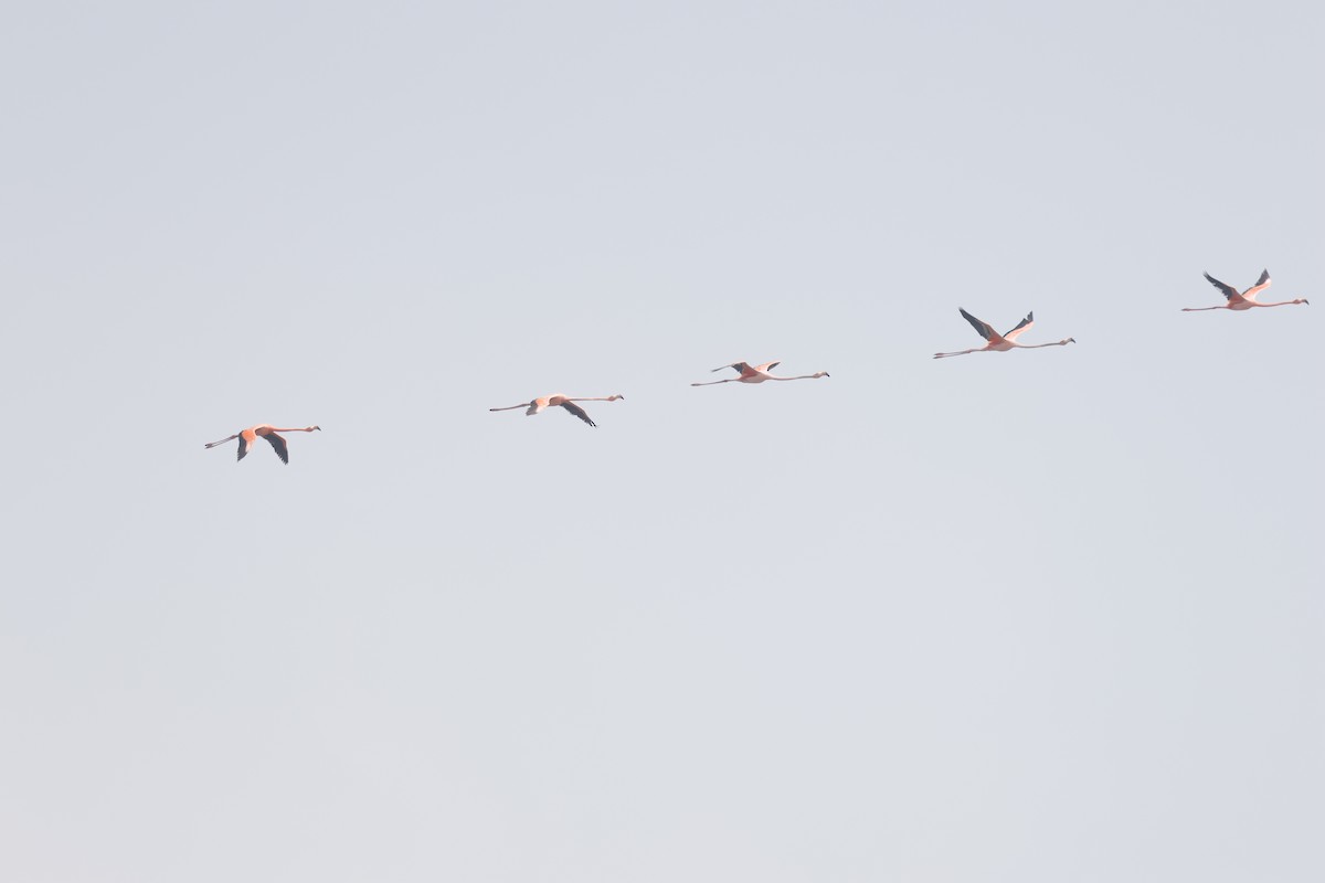American Flamingo - ML655718522