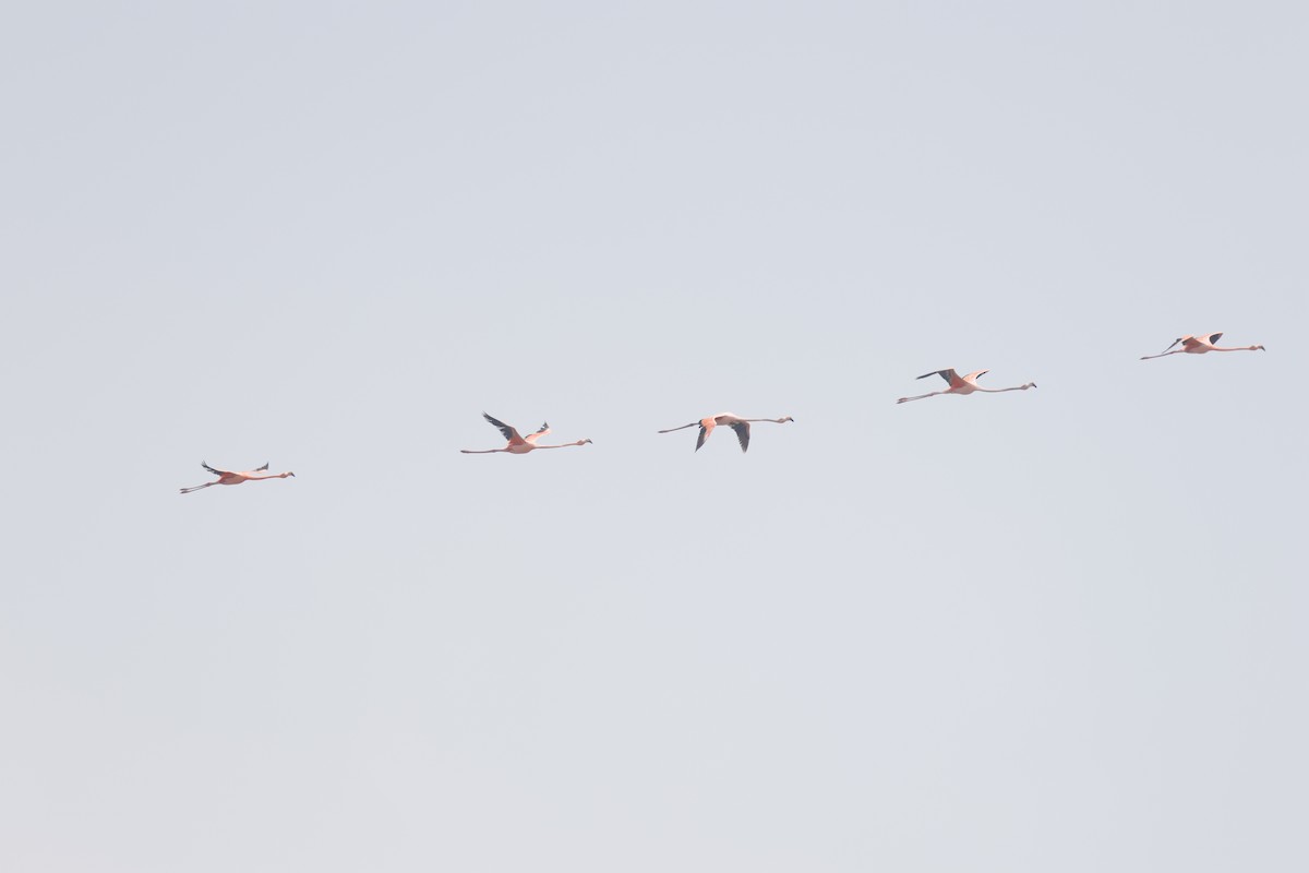 American Flamingo - ML655718523