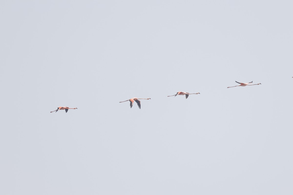 American Flamingo - ML655718524