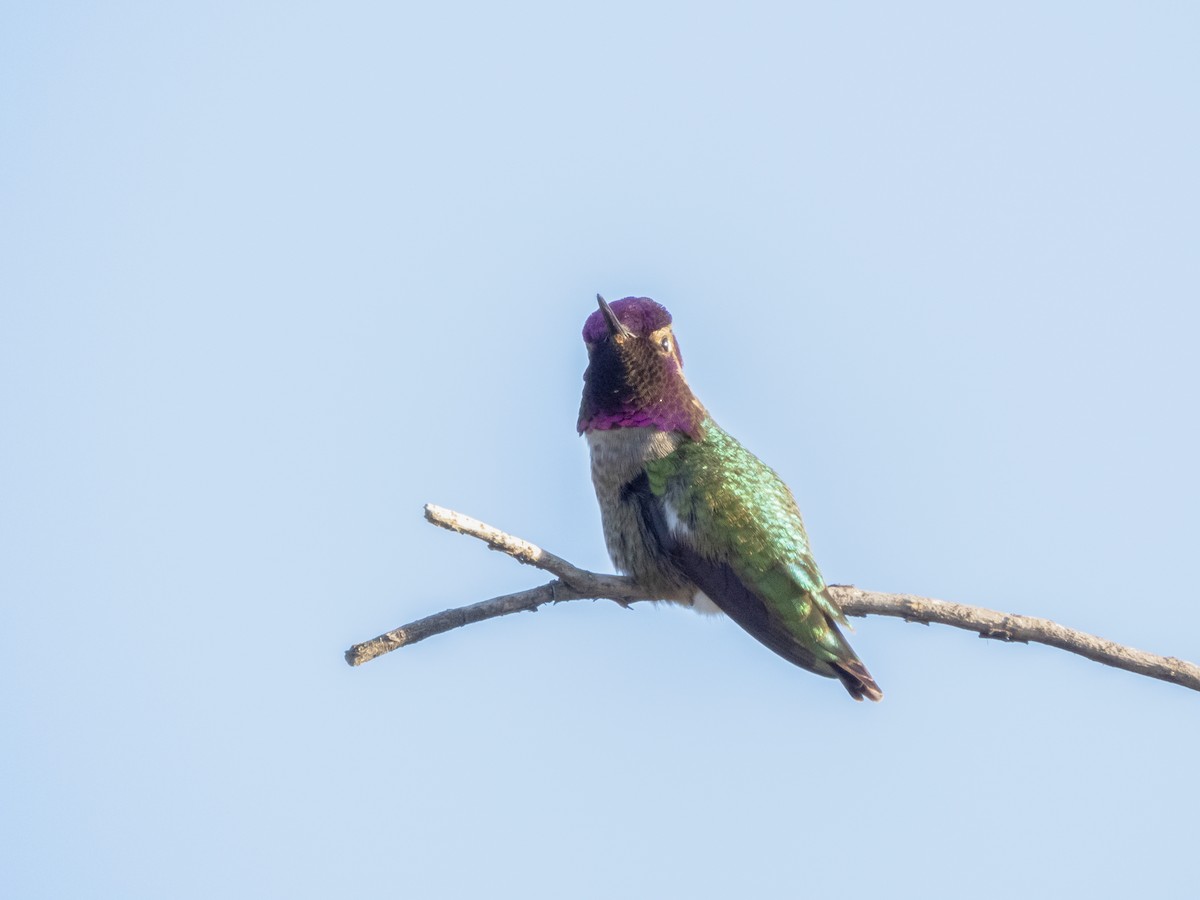 Costa's Hummingbird - ML655719350