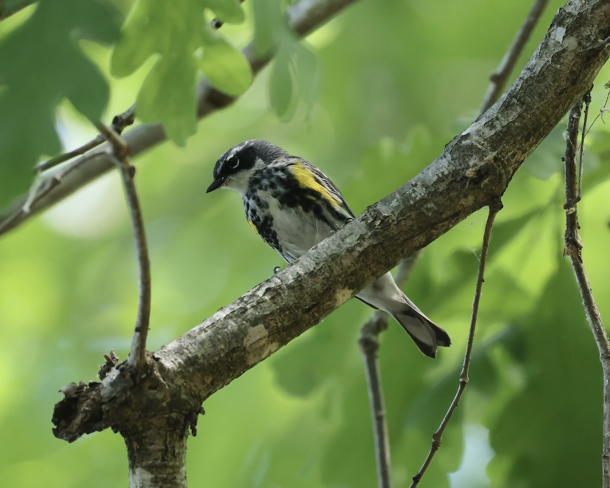 Yellow-rumped Warbler (Myrtle) - ML655719384