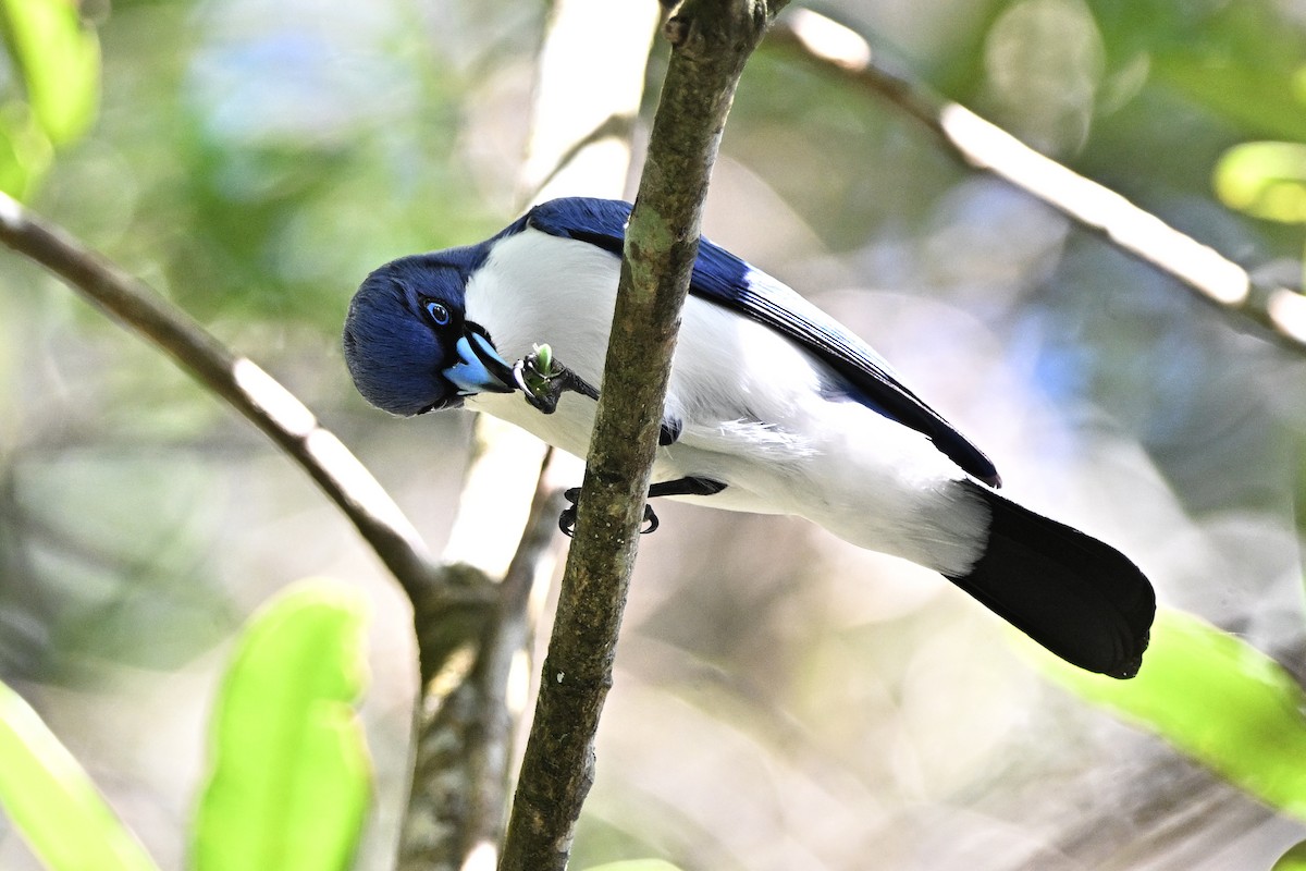 Madagascar Blue Vanga - ML655719623