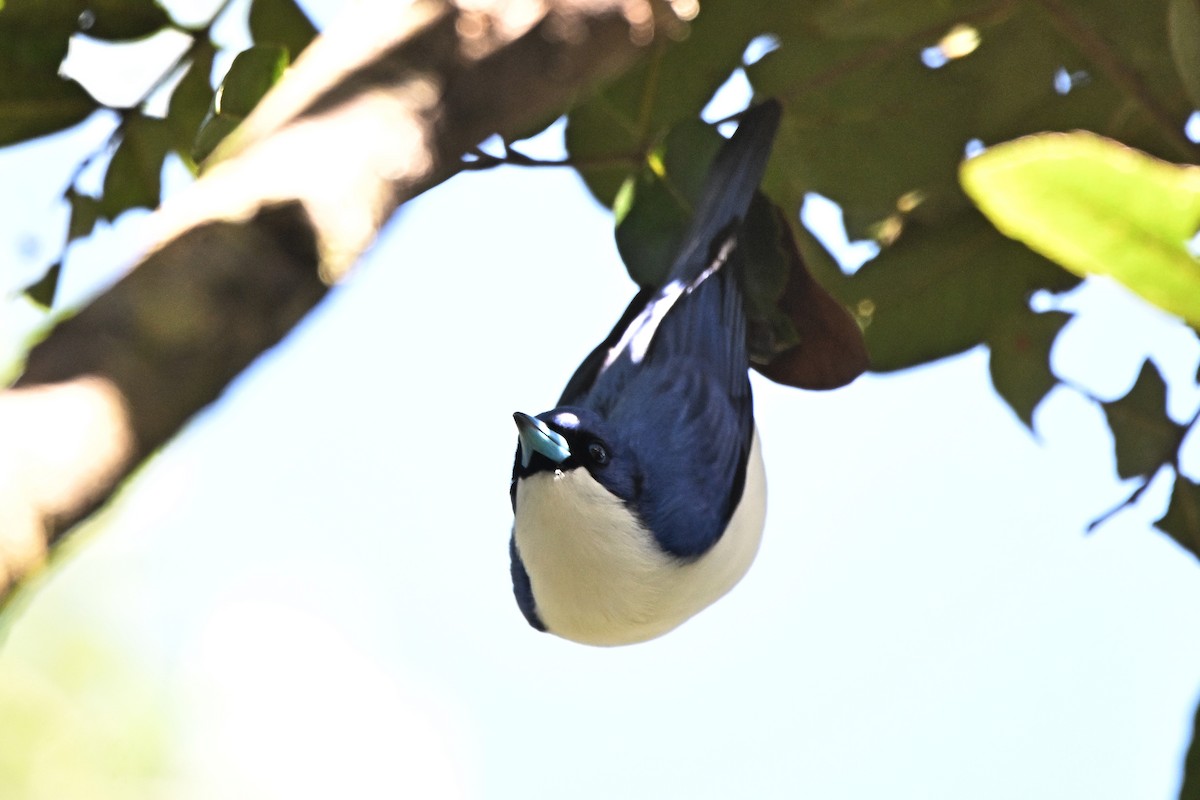 Madagascar Blue Vanga - ML655719629