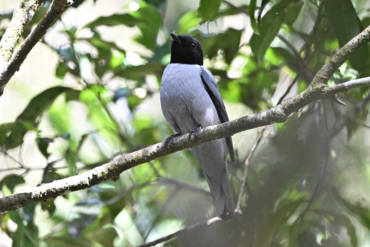 Madagascar Cuckooshrike - ML655719666