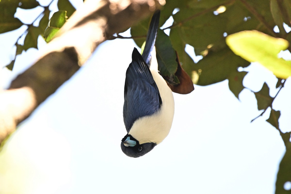 Madagascar Blue Vanga - ML655720191