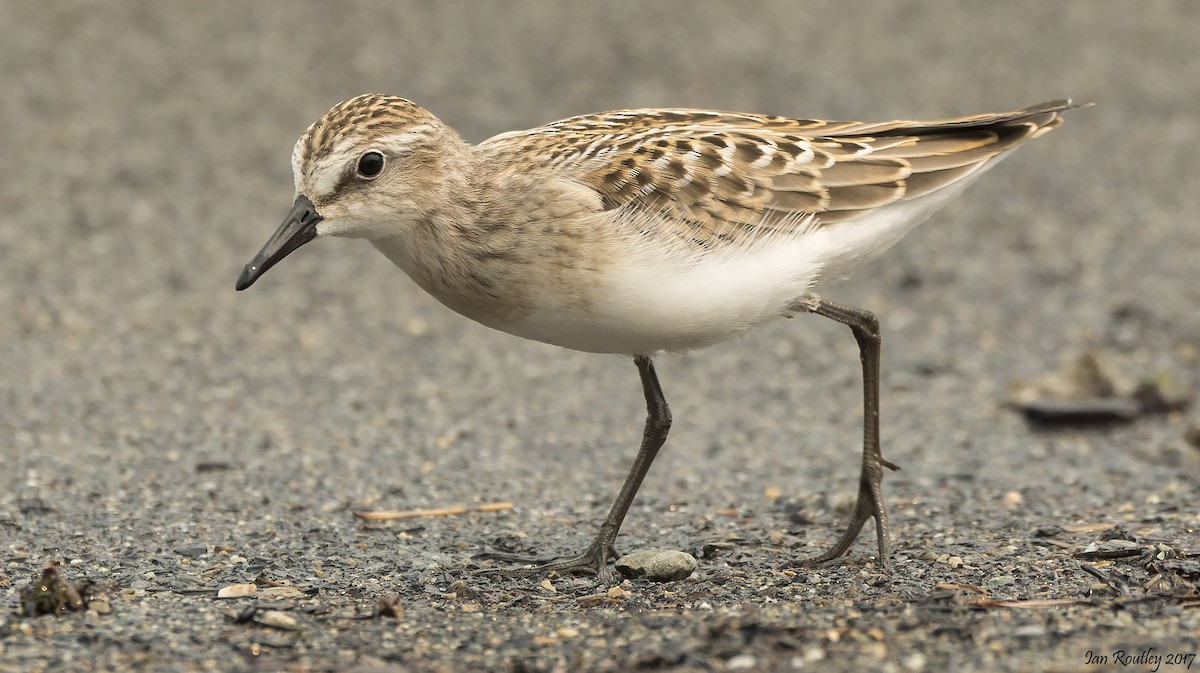 Semipalmated Sandpiper - ML65572051