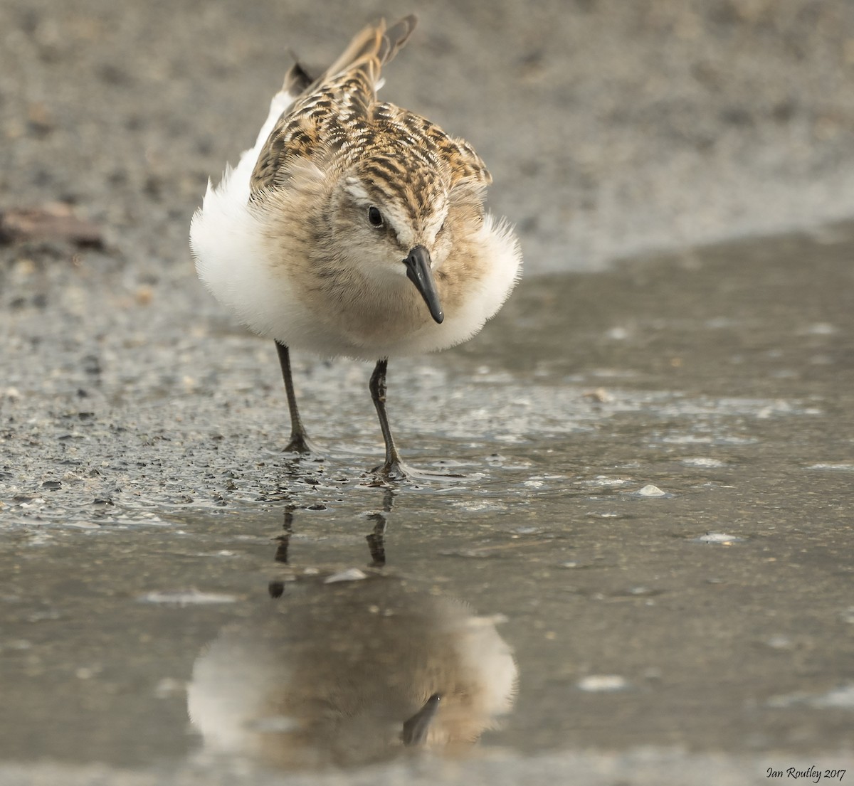 Semipalmated Sandpiper - ML65572101