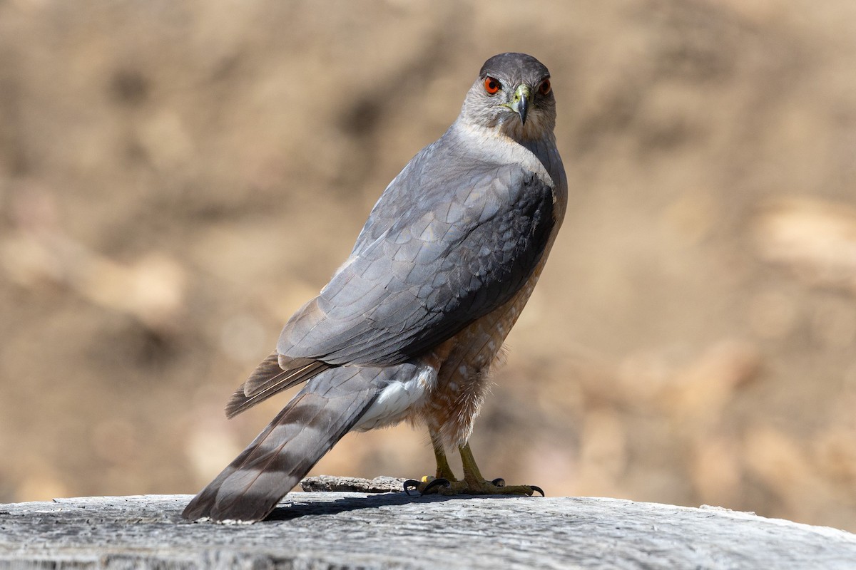 Cooper's Hawk - ML655721553