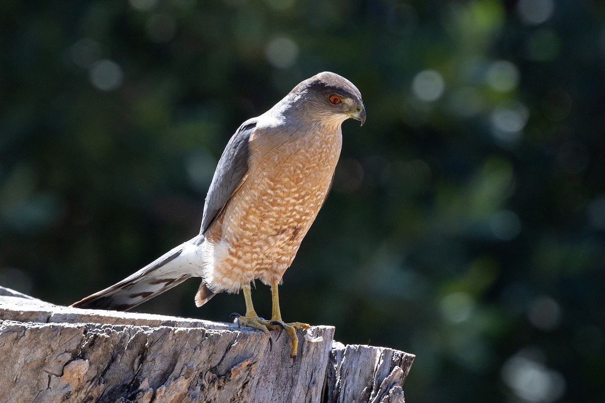 Cooper's Hawk - ML655721554