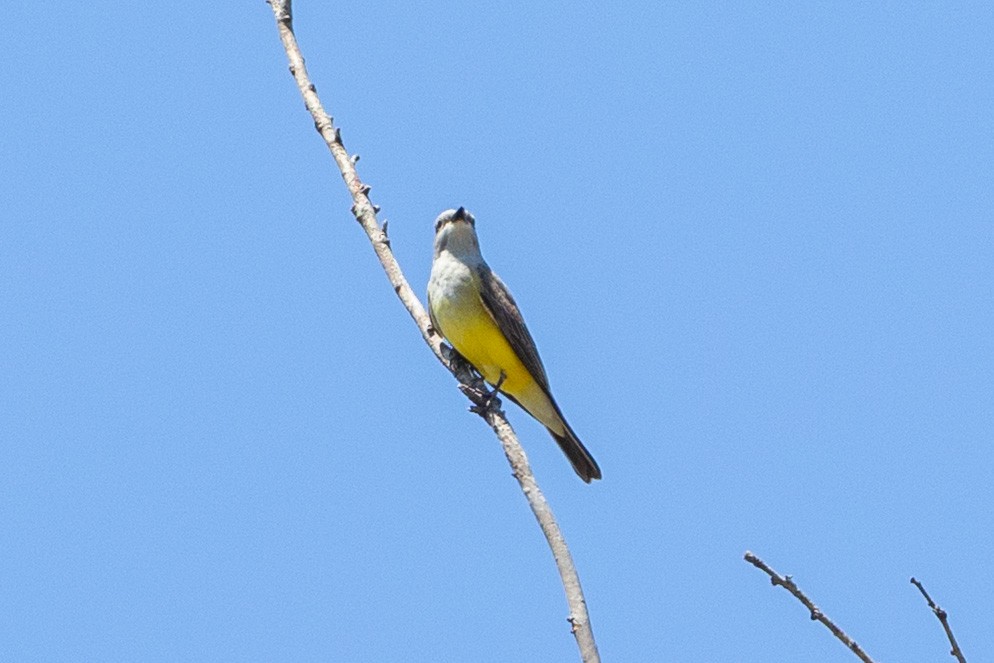 Western Kingbird - ML655721585