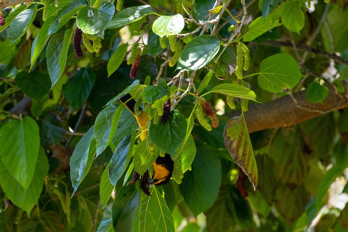 Bullock's Oriole - ML655721617