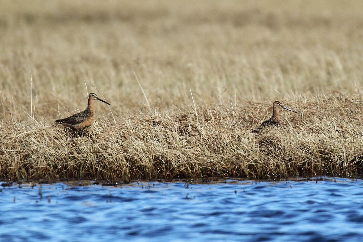 Long-billed Dowitcher - ML65572321