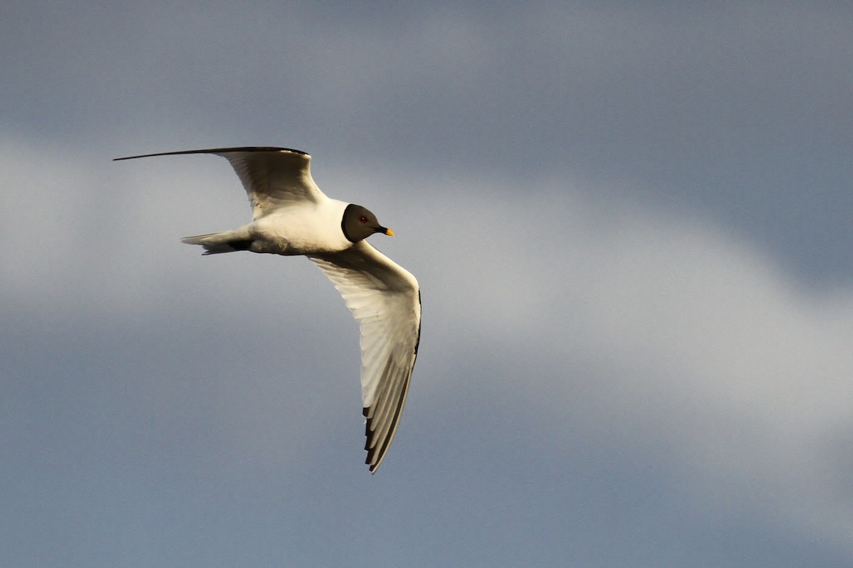 Mouette de Sabine - ML65572341