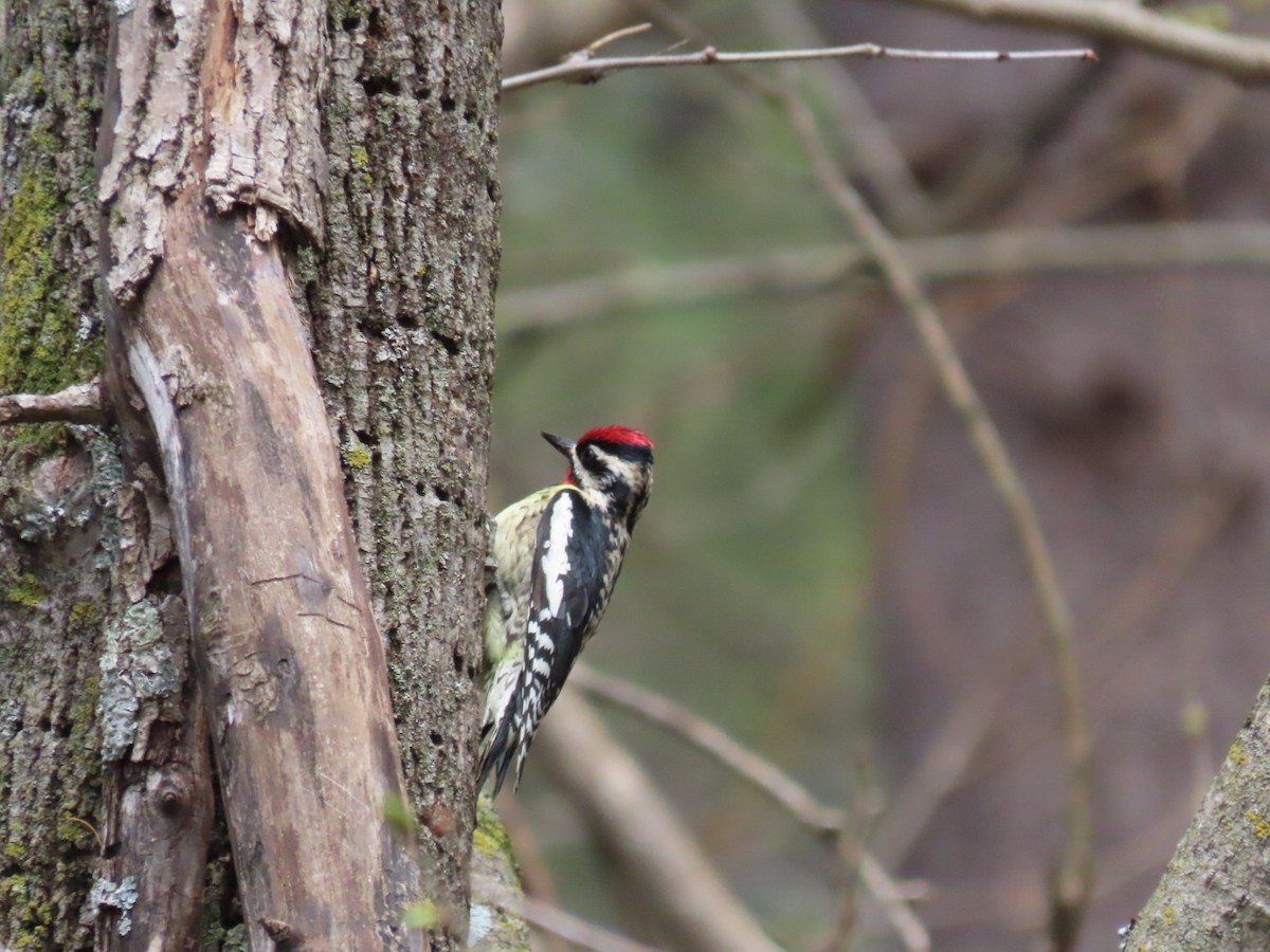 Yellow-bellied Sapsucker - ML655729263