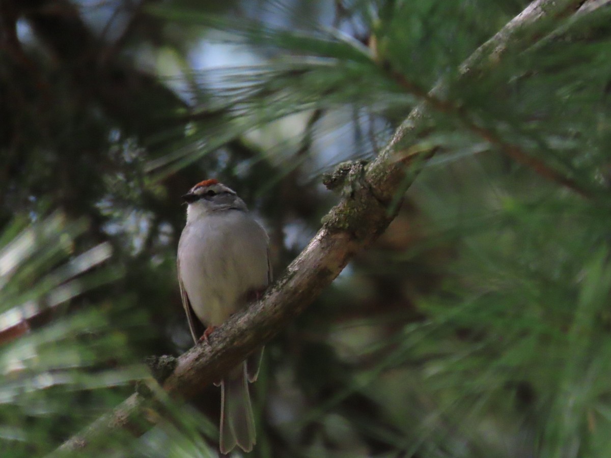 Chipping Sparrow - ML655729367