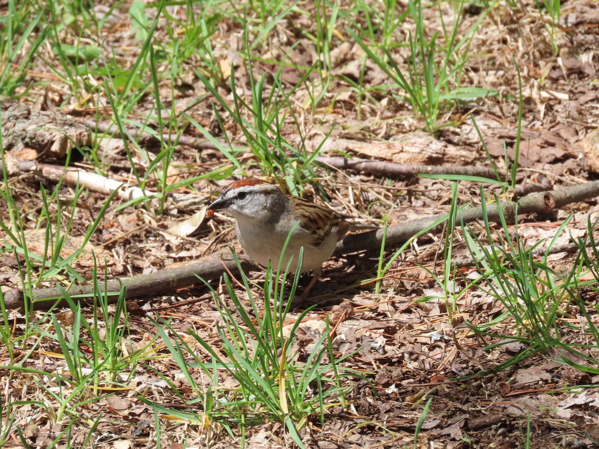 Chipping Sparrow - ML655729368