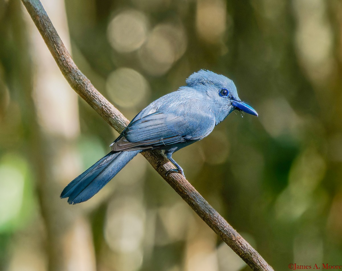 Blue Paradise-Flycatcher - ML655729775