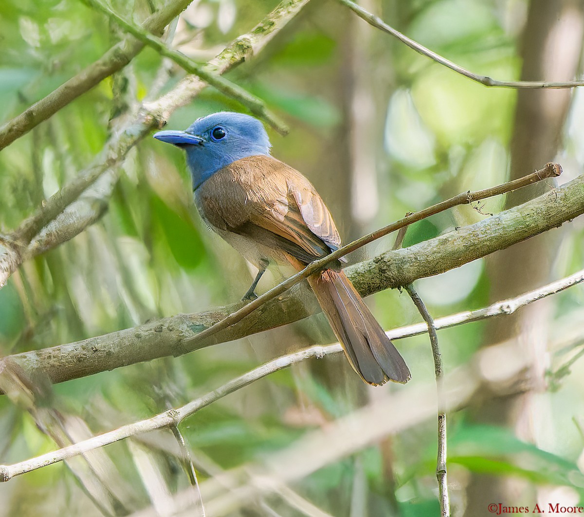 Blue Paradise-Flycatcher - ML655729787