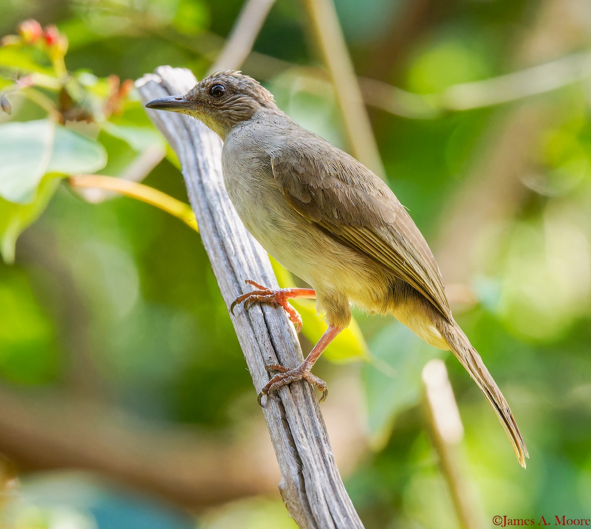 Ashy-fronted Bulbul - ML655729843