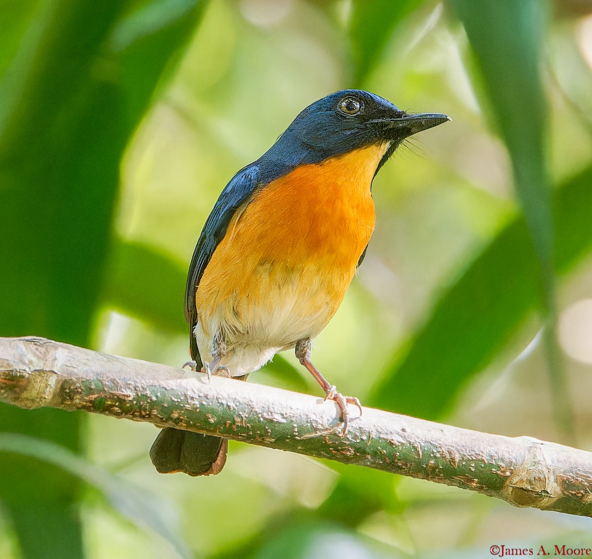 Mangrove Blue Flycatcher (Philippine) - ML655729884