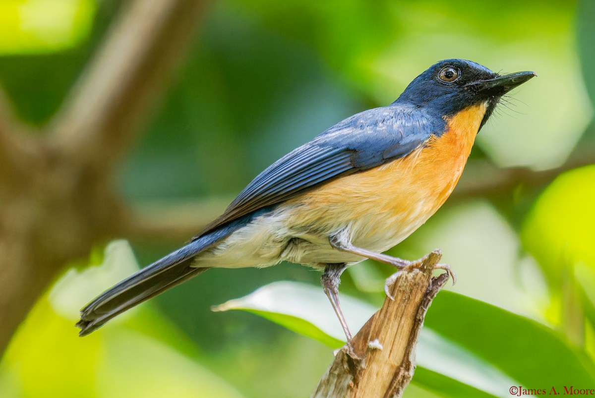 Mangrove Blue Flycatcher (Philippine) - ML655729885