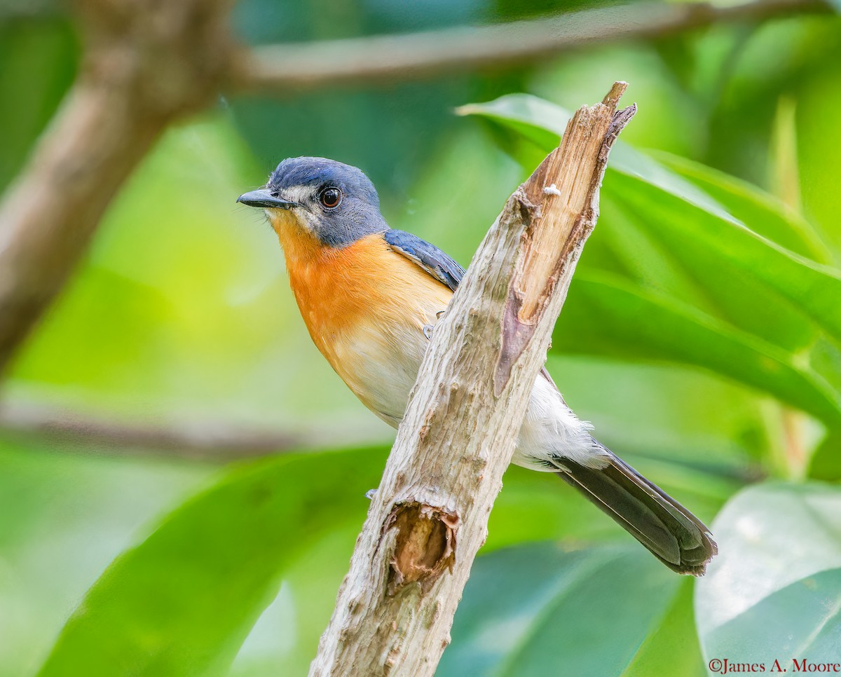Mangrove Blue Flycatcher (Philippine) - ML655729886