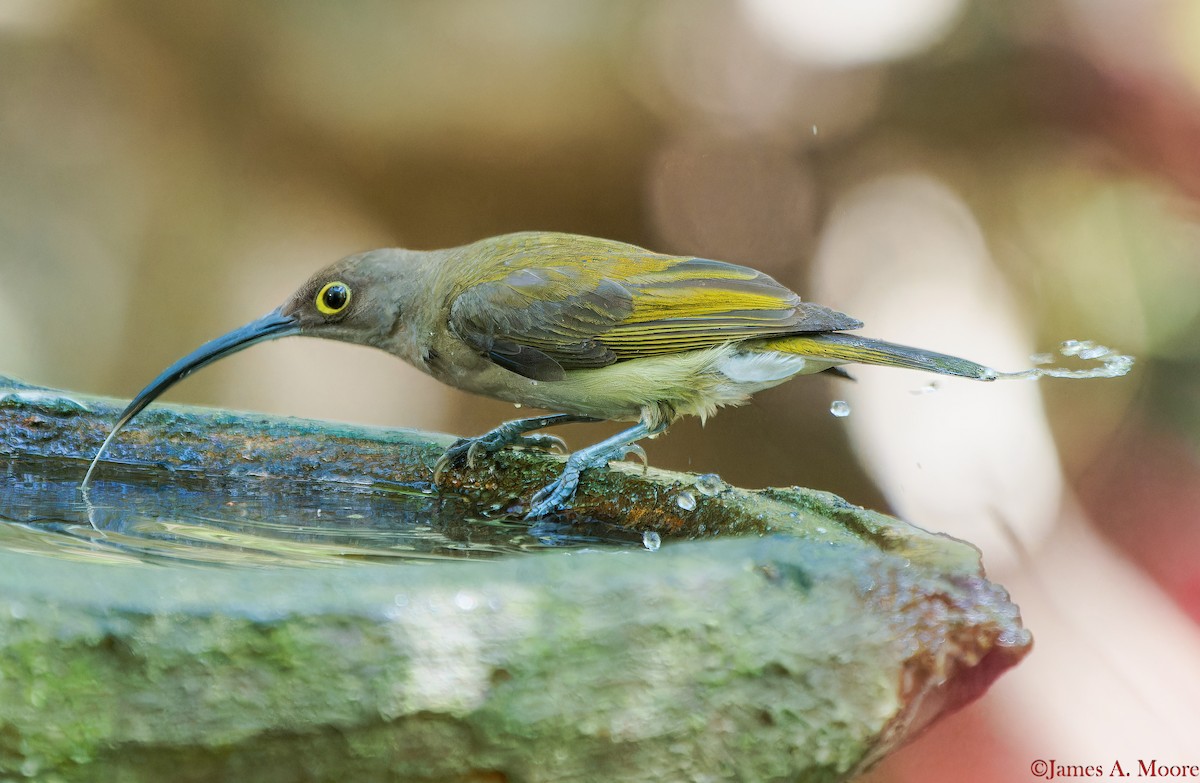 Pale Spiderhunter - ML655729950