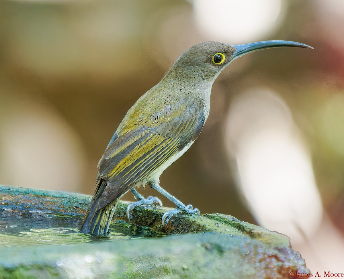 Pale Spiderhunter - ML655729951