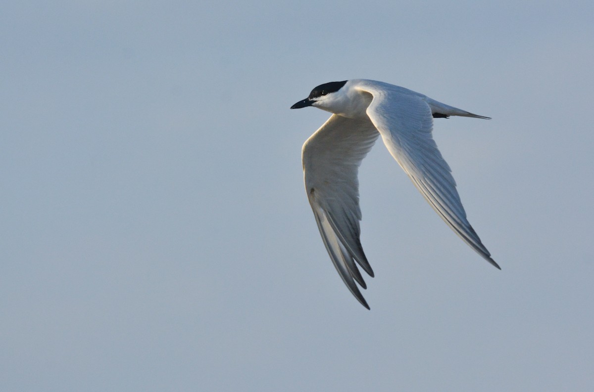 Gull-billed Tern - ML655731647
