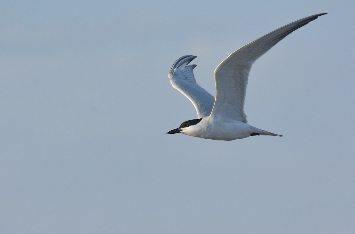 Gull-billed Tern - ML655731648
