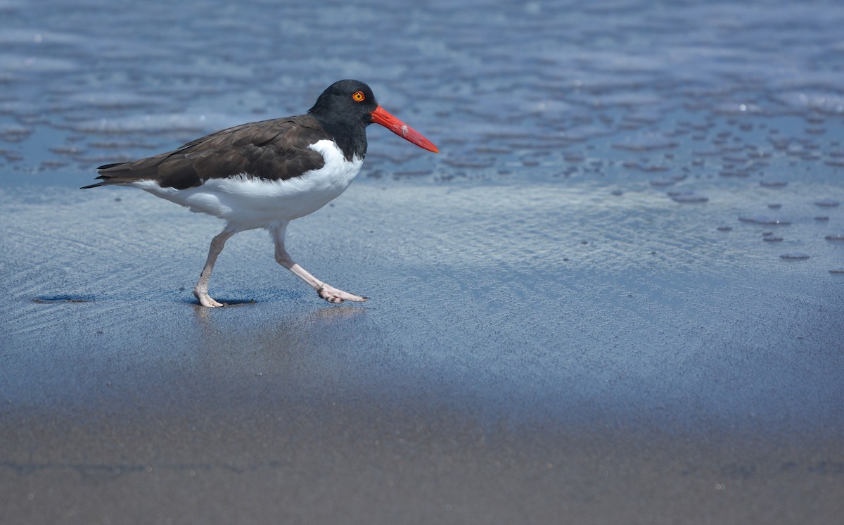 American Oystercatcher - ML655731787